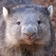Illustration for article titled We Finally Know How Wombats Produce Their Distinctly Cube-Shaped Poop